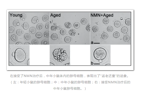 NMN-逆轉(zhuǎn)衰老